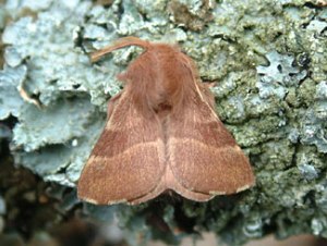 lackey moth